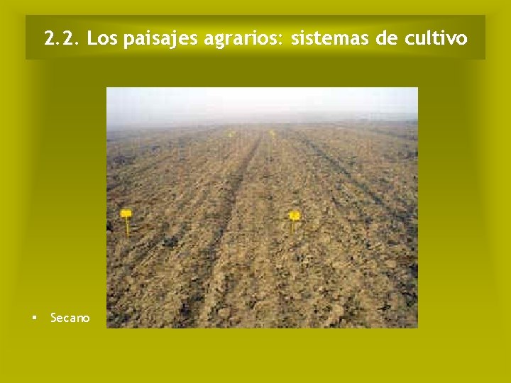 2. 2. Los paisajes agrarios: sistemas de cultivo Secano 