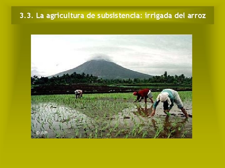 3. 3. La agricultura de subsistencia: irrigada del arroz 