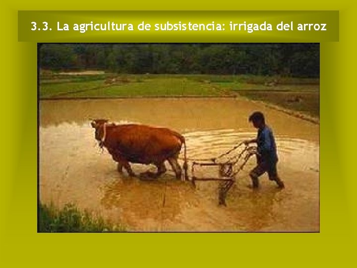 3. 3. La agricultura de subsistencia: irrigada del arroz 
