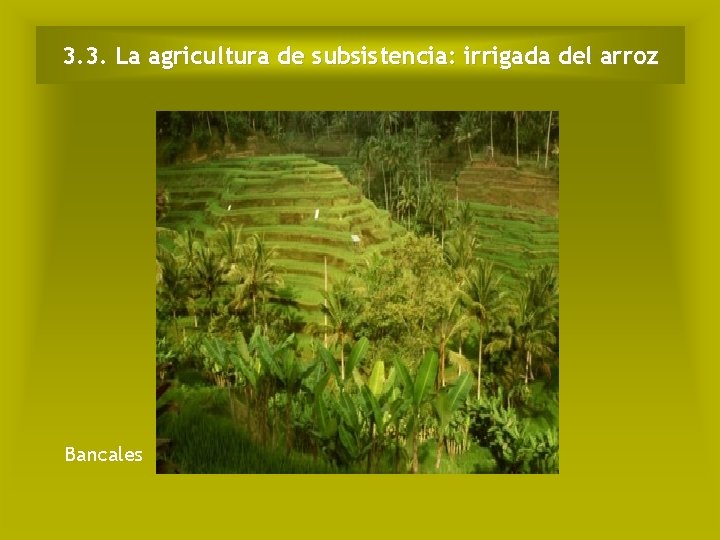 3. 3. La agricultura de subsistencia: irrigada del arroz Bancales 