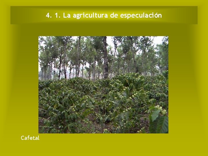 4. 1. La agricultura de especulación Cafetal 