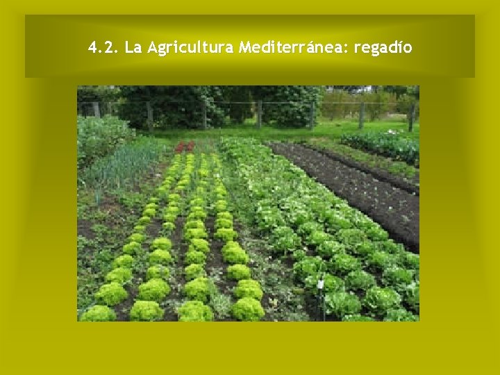 4. 2. La Agricultura Mediterránea: regadío 