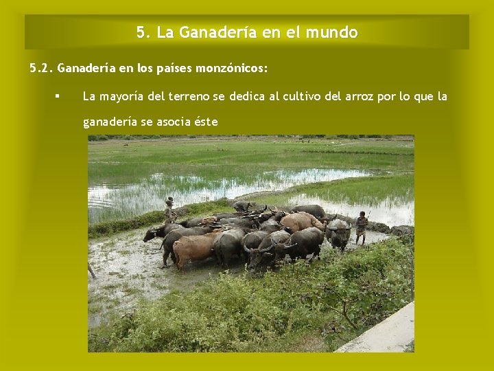 5. La Ganadería en el mundo 5. 2. Ganadería en los países monzónicos: La