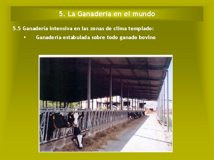 5. La Ganadería en el mundo 5. 5 Ganadería intensiva en las zonas de