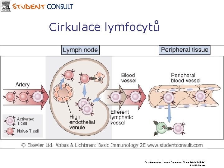 Cirkulace lymfocytů Downloaded from: Student. Consult (on 15 July 2006 09: 09 AM) ©