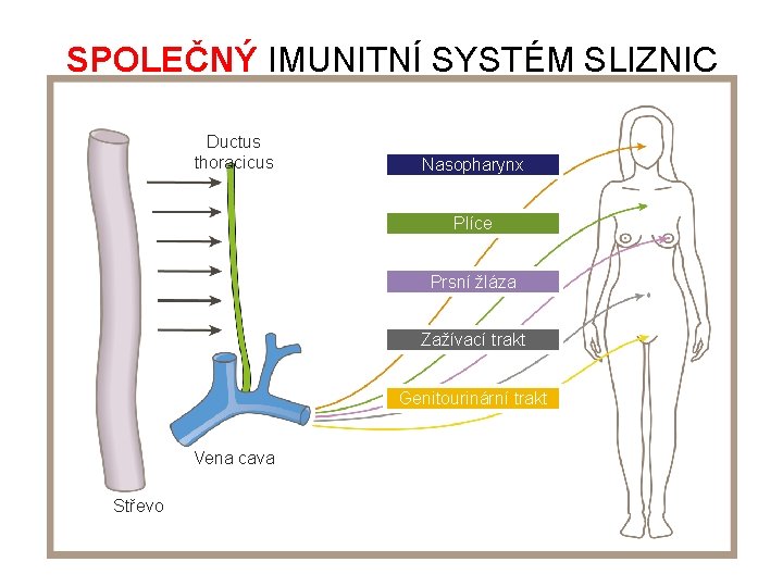SPOLEČNÝ IMUNITNÍ SYSTÉM SLIZNIC Ductus thoracicus Nasopharynx Plíce Prsní žláza Zažívací trakt Genitourinární trakt SPOLEČNÝ IMUNITNÍ SYSTÉM SLIZNIC Ductus thoracicus Nasopharynx Plíce Prsní žláza Zažívací trakt Genitourinární trakt