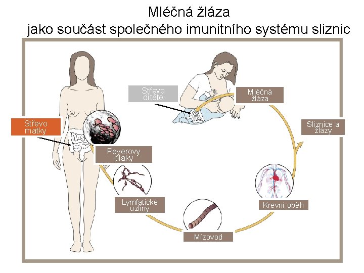 Mléčná žláza jako součást společného imunitního systému sliznic Střevo dítěte Mléčná žláza Střevo matky