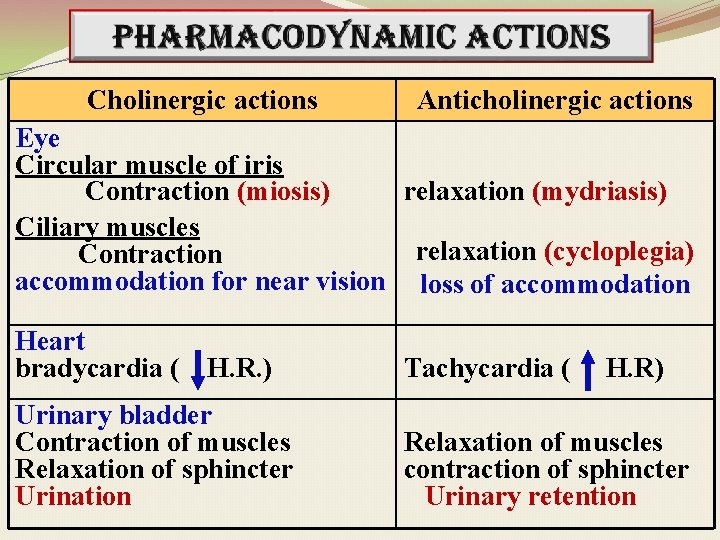 Cholinergic actions Anticholinergic actions Eye Circular muscle of iris Contraction (miosis) relaxation (mydriasis) Ciliary