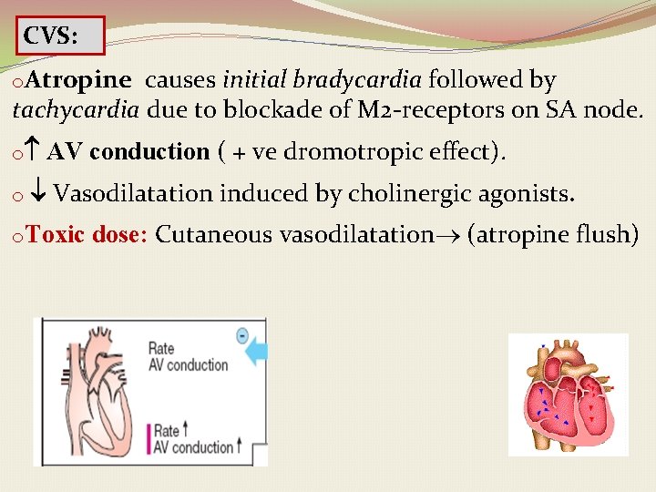 CVS: o. Atropine causes initial bradycardia followed by tachycardia due to blockade of M