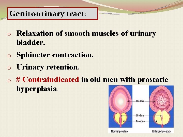 Genitourinary tract: o Relaxation of smooth muscles of urinary bladder. o Sphincter contraction. o