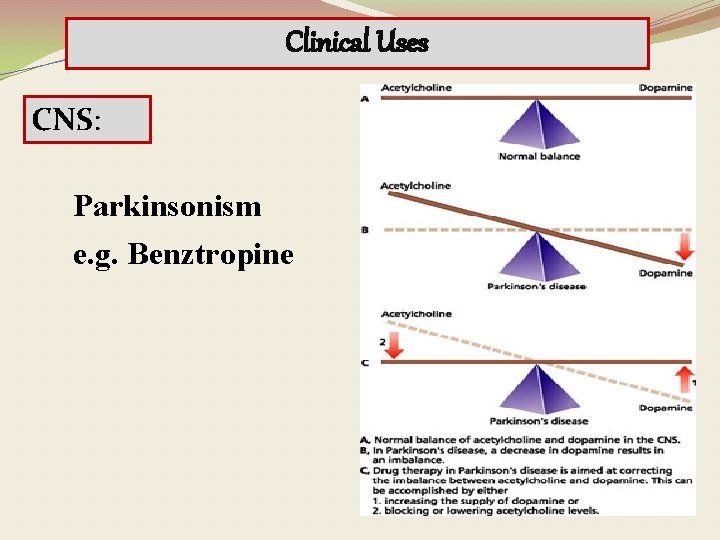 Clinical Uses CNS: Parkinsonism e. g. Benztropine 