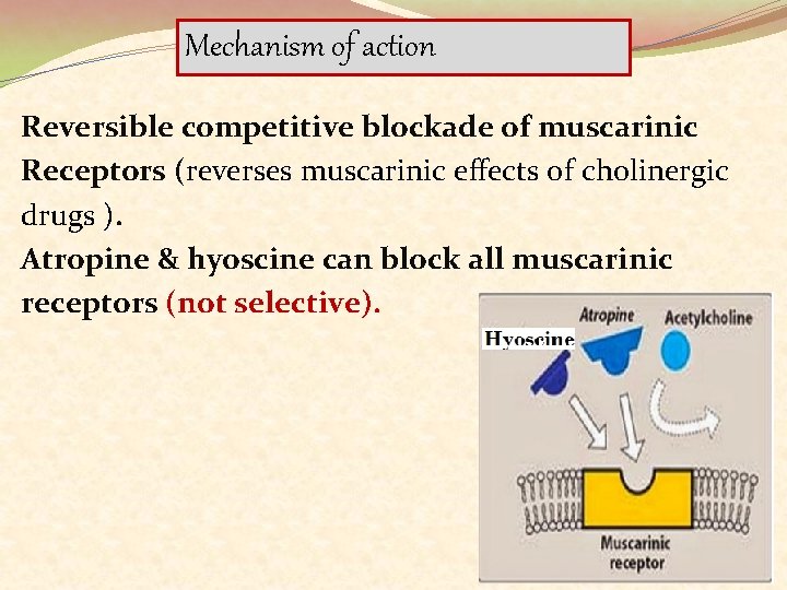 Mechanism of action Reversible competitive blockade of muscarinic Receptors (reverses muscarinic effects of cholinergic