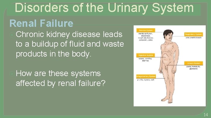 Disorders of the Urinary System Renal Failure ⦿ Chronic kidney disease leads to a