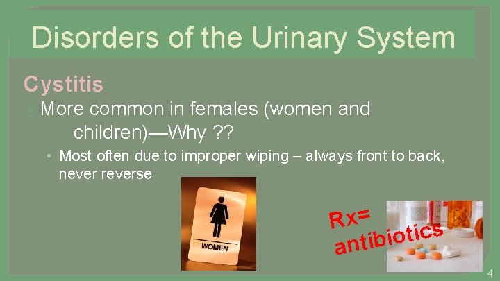 Disorders of the Urinary System Cystitis ⦿ More common in females (women and children)—Why