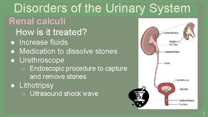 Disorders of the Urinary System Renal calculi ⦿How is it treated? ● Increase fluids