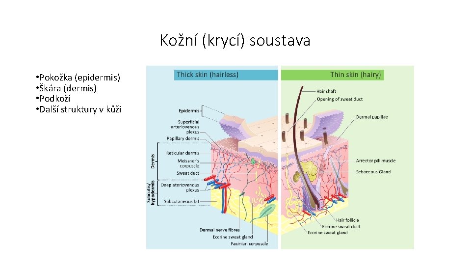 Kožní (krycí) soustava • Pokožka (epidermis) • Škára (dermis) • Podkoží • Další struktury