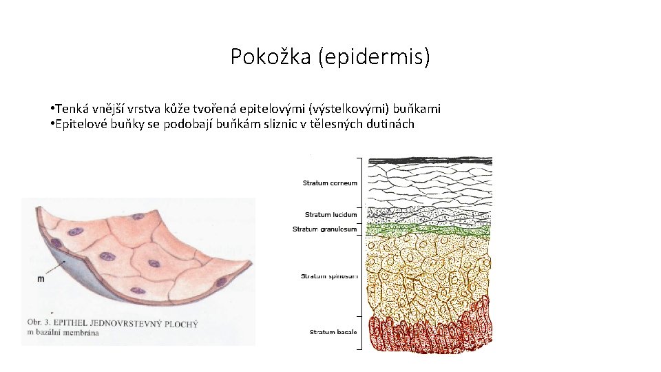 Pokožka (epidermis) • Tenká vnější vrstva kůže tvořená epitelovými (výstelkovými) buňkami • Epitelové buňky