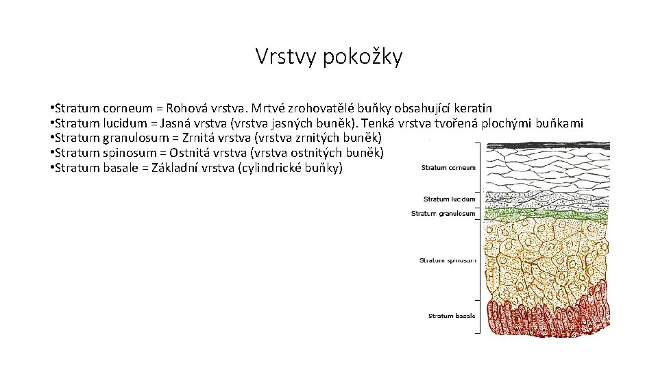 Vrstvy pokožky • Stratum corneum = Rohová vrstva. Mrtvé zrohovatělé buňky obsahující keratin •