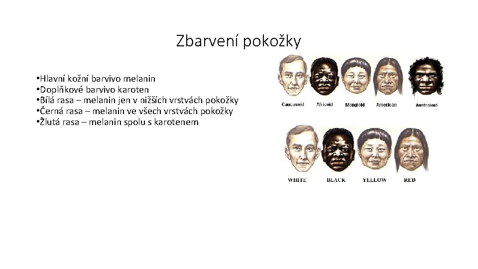 Zbarvení pokožky • Hlavní kožní barvivo melanin • Doplňkové barvivo karoten • Bílá rasa