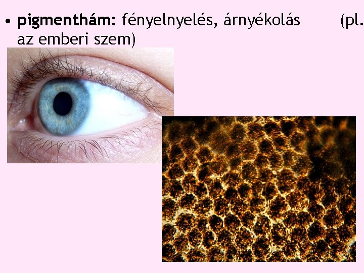 • pigmenthám: fényelés, árnyékolás az emberi szem) (pl. • pigmenthám: fényelés, árnyékolás az emberi szem) (pl.