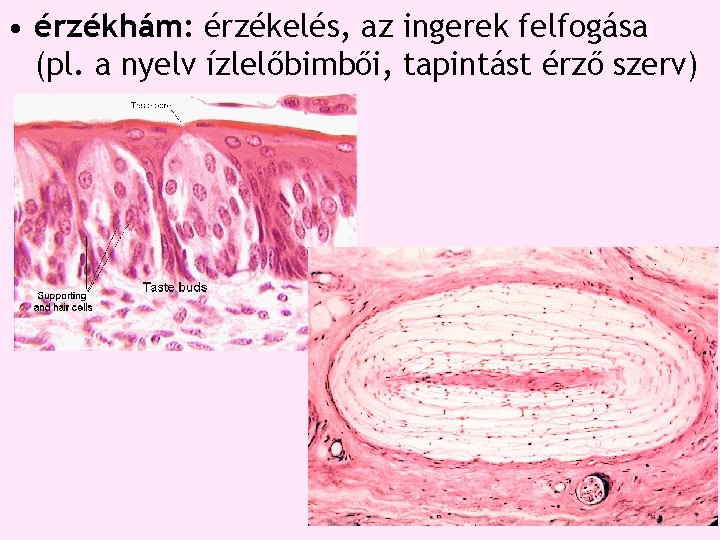 • érzékhám: érzékelés, az ingerek felfogása (pl. a nyelv ízlelőbimbői, tapintást érző szerv) • érzékhám: érzékelés, az ingerek felfogása (pl. a nyelv ízlelőbimbői, tapintást érző szerv)