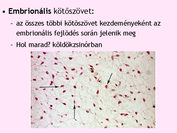 • Embrionális kötőszövet: – az összes többi kötõszövet kezdeményeként az embrionális fejlõdés során • Embrionális kötőszövet: – az összes többi kötõszövet kezdeményeként az embrionális fejlõdés során