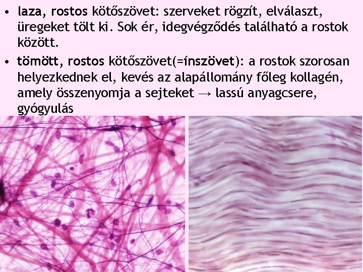 • laza, rostos kötőszövet: szerveket rögzít, elválaszt, üregeket tölt ki. Sok ér, idegvégződés • laza, rostos kötőszövet: szerveket rögzít, elválaszt, üregeket tölt ki. Sok ér, idegvégződés