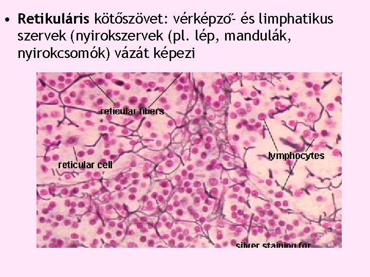 • Retikuláris kötőszövet: vérképzo - és limphatikus szervek (nyirokszervek (pl. lép, mandulák, nyirokcsomók) • Retikuláris kötőszövet: vérképzo - és limphatikus szervek (nyirokszervek (pl. lép, mandulák, nyirokcsomók)