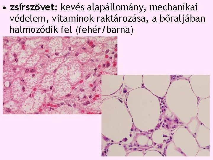 • zsírszövet: kevés alapállomány, mechanikai védelem, vitaminok raktározása, a bőraljában halmozódik fel (fehér/barna) • zsírszövet: kevés alapállomány, mechanikai védelem, vitaminok raktározása, a bőraljában halmozódik fel (fehér/barna)