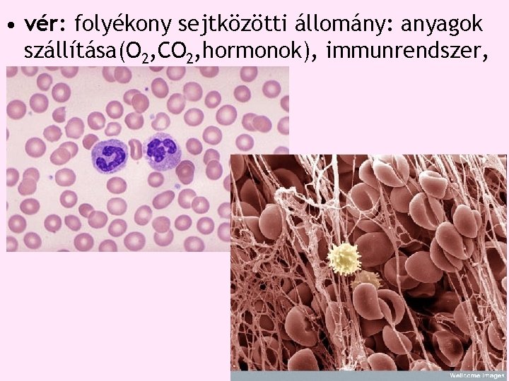 • vér: folyékony sejtközötti állomány: anyagok szállítása(O 2, CO 2, hormonok), immunrendszer, • vér: folyékony sejtközötti állomány: anyagok szállítása(O 2, CO 2, hormonok), immunrendszer,