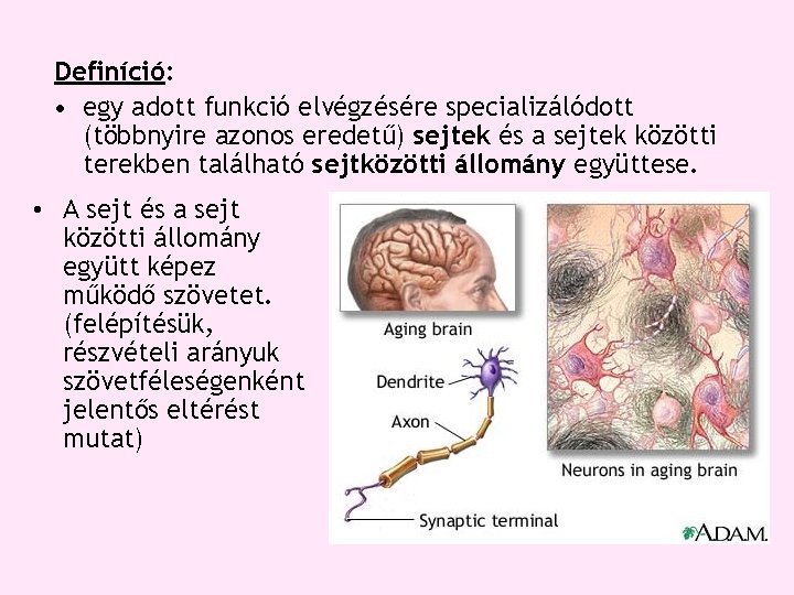 Definíció: • egy adott funkció elvégzésére specializálódott (többnyire azonos eredetű) sejtek és a sejtek Definíció: • egy adott funkció elvégzésére specializálódott (többnyire azonos eredetű) sejtek és a sejtek