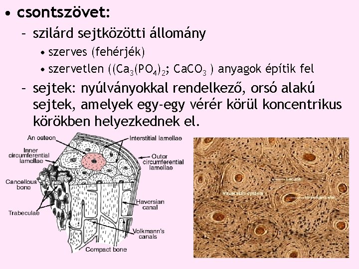 • csontszövet: – szilárd sejtközötti állomány • szerves (fehérjék) • szervetlen ((Ca 3(PO • csontszövet: – szilárd sejtközötti állomány • szerves (fehérjék) • szervetlen ((Ca 3(PO