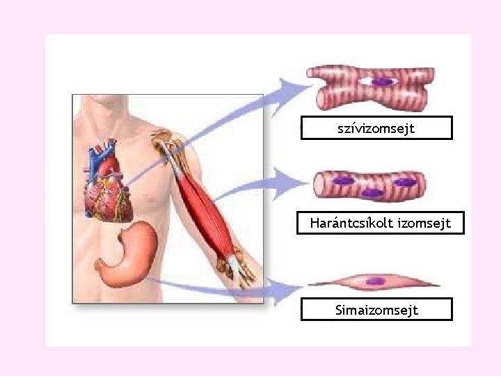 szívizomsejt Harántcsíkolt izomsejt Simaizomsejt szívizomsejt Harántcsíkolt izomsejt Simaizomsejt