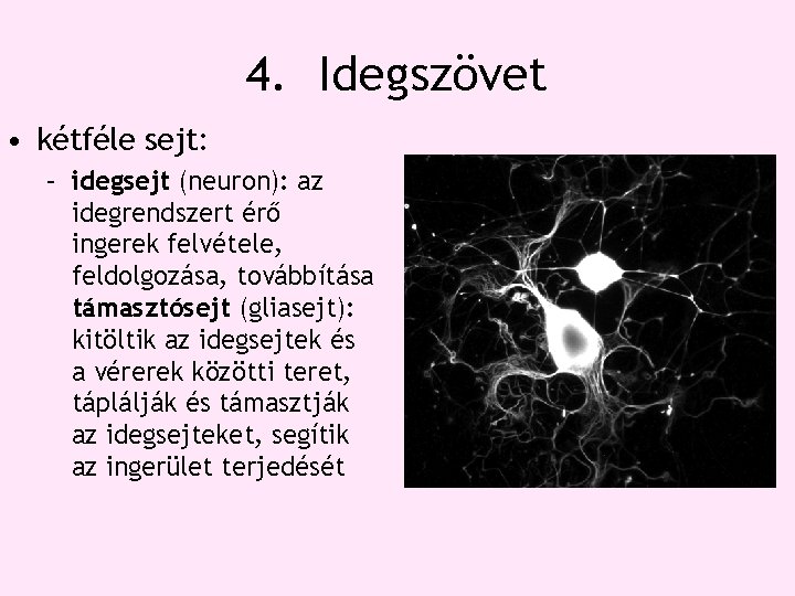4. Idegszövet • kétféle sejt: – idegsejt (neuron): az idegrendszert érő ingerek felvétele, feldolgozása, 4. Idegszövet • kétféle sejt: – idegsejt (neuron): az idegrendszert érő ingerek felvétele, feldolgozása,
