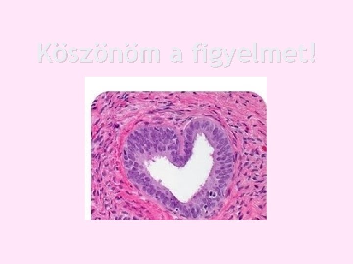 Köszönöm a figyelmet! Köszönöm a figyelmet!