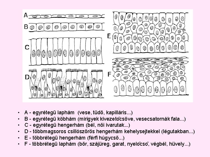 • • • A - egyrétegû laphám (vese, tüdő, kapilláris. . . ) • • • A - egyrétegû laphám (vese, tüdő, kapilláris. . . )