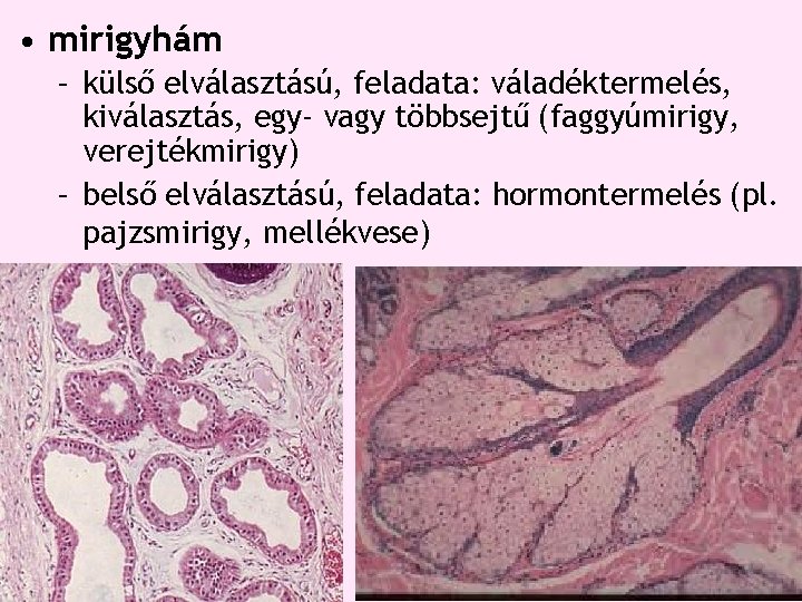 • mirigyhám – külső elválasztású, feladata: váladéktermelés, kiválasztás, egy- vagy többsejtű (faggyúmirigy, verejtékmirigy) • mirigyhám – külső elválasztású, feladata: váladéktermelés, kiválasztás, egy- vagy többsejtű (faggyúmirigy, verejtékmirigy)