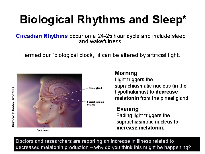 Biological Rhythms and Sleep* Circadian Rhythms occur on a 24 -25 hour cycle and