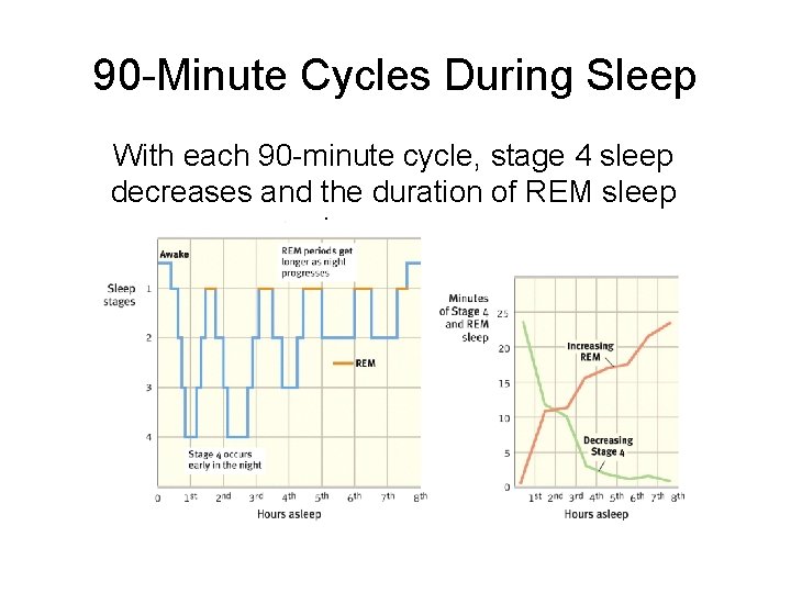 90 -Minute Cycles During Sleep With each 90 -minute cycle, stage 4 sleep decreases