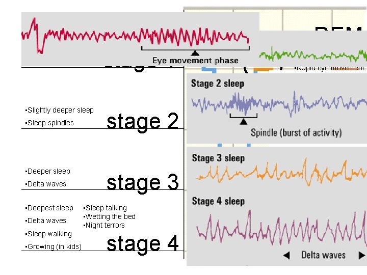 REM • Light sleep – easy to awaken • Hypnagogic jerks stage 1 •