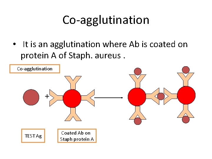 Co-agglutination • It is an agglutination where Ab is coated on protein A of