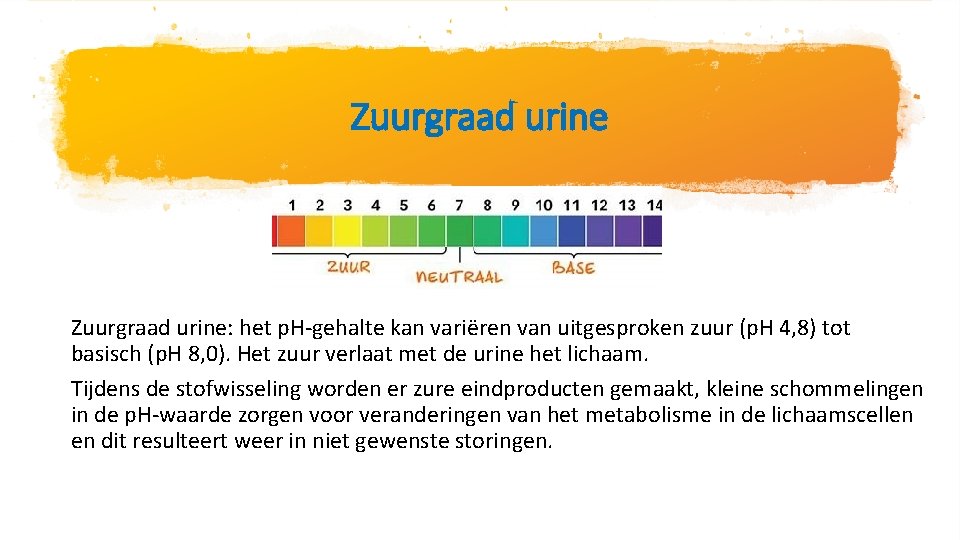 Zuurgraad urine: het p. H-gehalte kan variëren van uitgesproken zuur (p. H 4, 8)