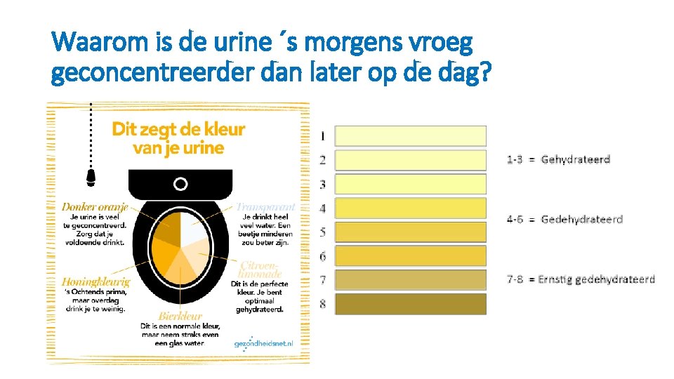 Waarom is de urine ´s morgens vroeg geconcentreerder dan later op de dag? 