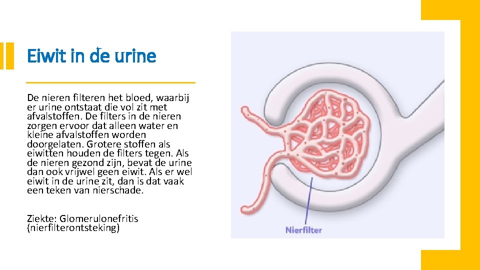 Eiwit in de urine De nieren filteren het bloed, waarbij er urine ontstaat die