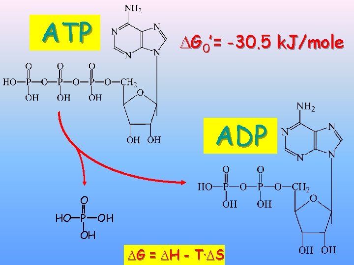 ATP G 0’= -30. 5 k. J/mole ADP O HO P OH OH G