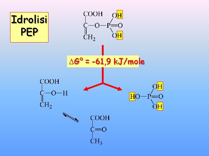 Idrolisi PEP G° = -61, 9 k. J/mole 
