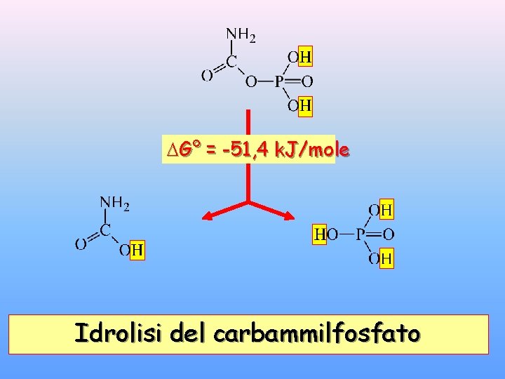  G° = -51, 4 k. J/mole Idrolisi del carbammilfosfato 