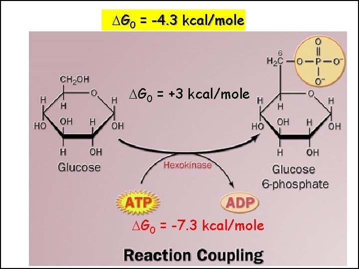  G 0 = -4. 3 kcal/mole G 0 = +3 kcal/mole G 0