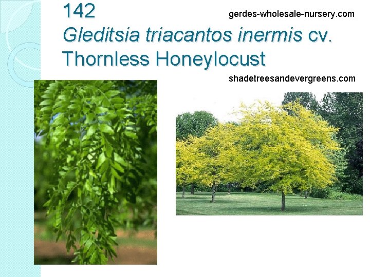 gerdes-wholesale-nursery. com 142 Gleditsia triacantos inermis cv. Thornless Honeylocust shadetreesandevergreens. com 