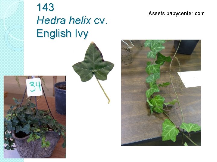 143 Hedra helix cv. English Ivy Assets. babycenter. com 